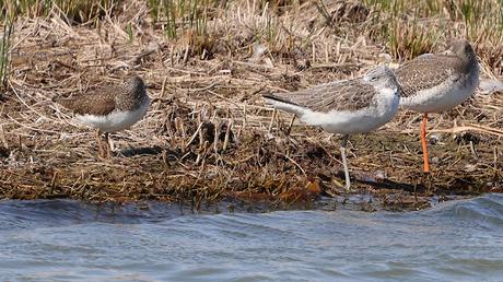 Comparación de Archibebes Comparación de Archibebes