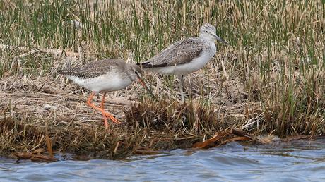 Comparación de Archibebes Comparación de Archibebes