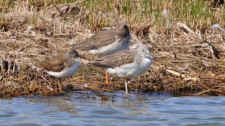 Comparación de Archibebes Comparación de Archibebes