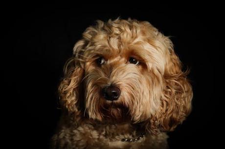 Un recorrido por hotel para perros en Málaga: lo mejor para viajeros