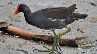 Sueños Interesantes 24: El pollo