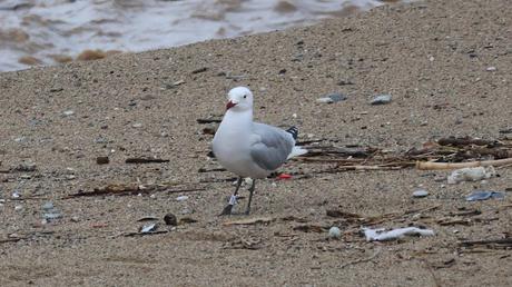 Crecida del Río Besòs: Cañas, Barro y Aves