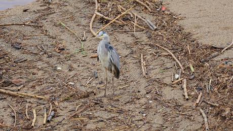 Crecida del Río Besòs: Cañas, Barro y Aves