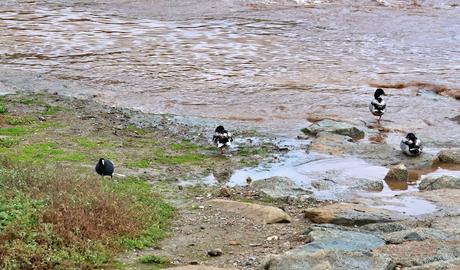 Crecida del Río Besòs: Cañas, Barro y Aves