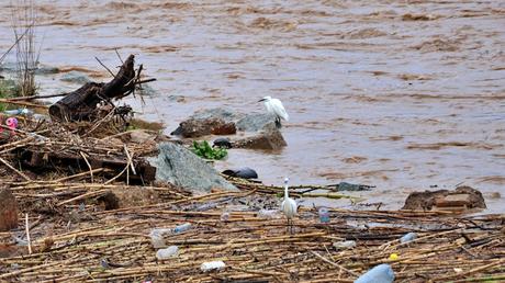 Crecida del Río Besòs: Cañas, Barro y Aves