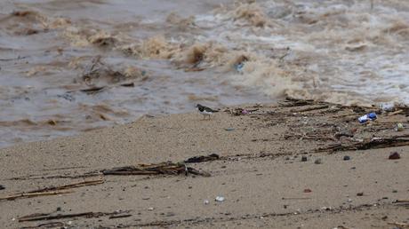 Crecida del Río Besòs: Cañas, Barro y Aves