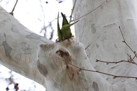 La aratinga cabeciazul en Barcelona (Thectocercus acuticaudatus)