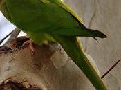 aratinga cabeciazul Barcelona (Thectocercus acuticaudatus)