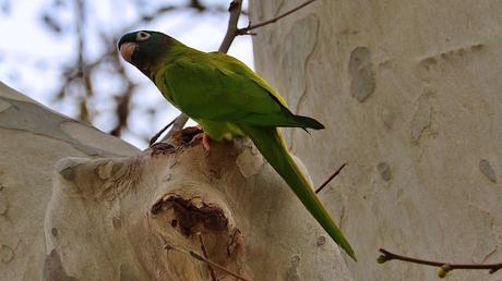 La aratinga cabeciazul en Barcelona (Thectocercus acuticaudatus)