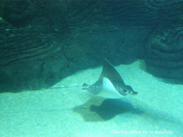 El Oceanogràfic de Valencia