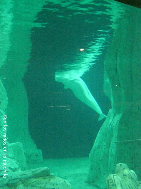 El Oceanogràfic de Valencia