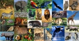 Dato curioso #3: La Tierra alberga cerca de 8.7 millones de especies