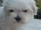 Bichón Maltes: raza, ventajas, carácter, alergias, tamaño ideal
