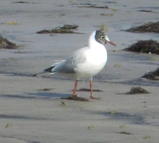 Las gaviotas cambian de máscara