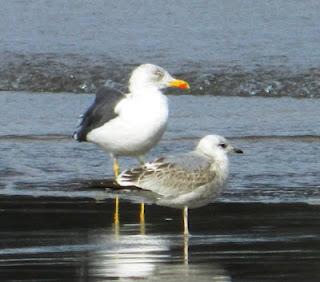 Las gaviotas cambian de máscara