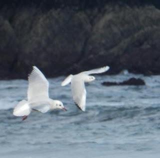 Las gaviotas cambian de máscara