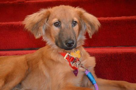 Se presenta política pública de protección animal para Bogotá