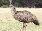 AUSTRALIA-Aceite Emú. Receta loción antiestrías