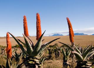ÁFRICA: El  Aloe: Receta Crema hidratante de manos