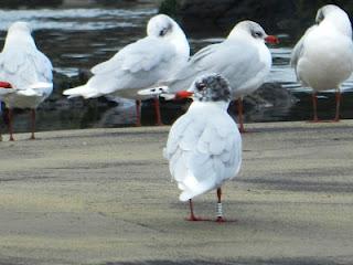 Una gaviota con una larga vida