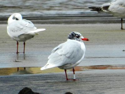 Una gaviota con una larga vida