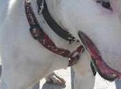 Bull Terrier años) VIVE INMUNDICIA! URGE ADOPCIÓN (TERUEL)