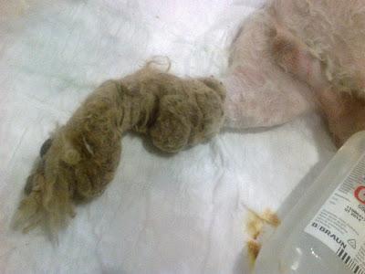 RESCATADO EN MUY MALAS CONDICIONES, NECESITA URGENTEMENTE ADOPCIÓN.