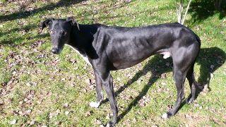 Gonzalo, otro desecho de cazadores