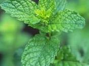 Aceite esencial Menta
