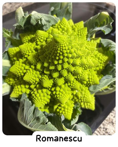 Romanescu