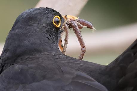 Mientras aún cante un mirlo Mientras aún cante un mirlo