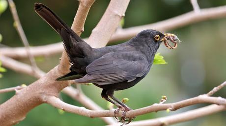 Mientras aún cante un mirlo Mientras aún cante un mirlo