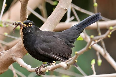 Mientras aún cante un mirlo Mientras aún cante un mirlo