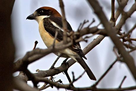 Un Alcaudón común (Lanius senator) en el Parc de les Glòries Un Alcaudón común (Lanius senator) en el Parc de les Glòries