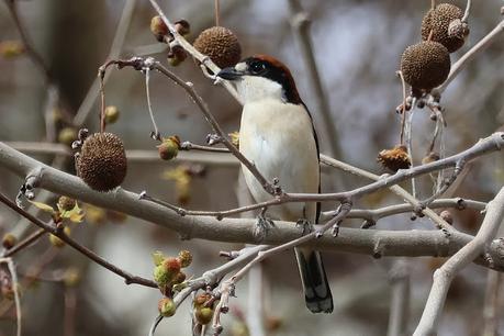 Un Alcaudón común (Lanius senator) en el Parc de les Glòries Un Alcaudón común (Lanius senator) en el Parc de les Glòries