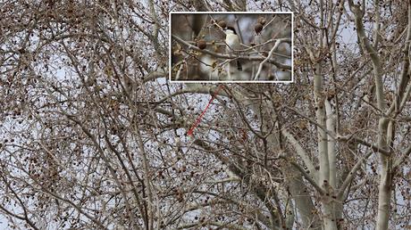 Un Alcaudón común (Lanius senator) en el Parc de les Glòries Un Alcaudón común (Lanius senator) en el Parc de les Glòries