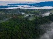 NFTree: innovadora apuesta ecuatoriana blockchain para salvar ecosistemas