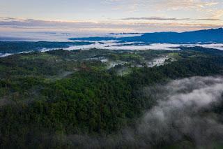 NFTree: La innovadora apuesta ecuatoriana que usa blockchain para salvar sus ecosistemas NFTree: La innovadora apuesta ecuatoriana que usa blockchain para salvar sus ecosistemas