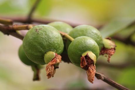 guayaba
