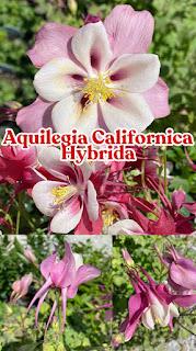 Aquilegia Columbine califórnica