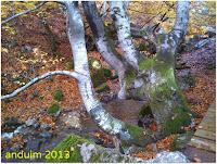 |Ruta| Faedo de Ciñera (hecha en el año 2.013)