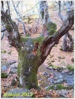 |Ruta| Faedo de Ciñera (hecha en el año 2.013)