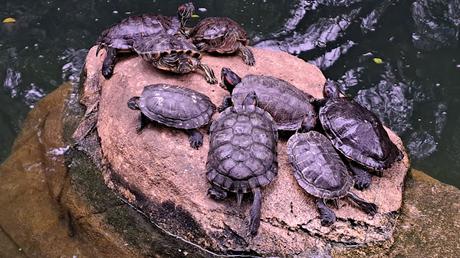 HONG KONG : DEL BARRIO DE WAN CHAI HASTA EL MONTE VICTORIA HONG KONG : DEL BARRIO DE WAN CHAI HASTA EL MONTE VICTORIA