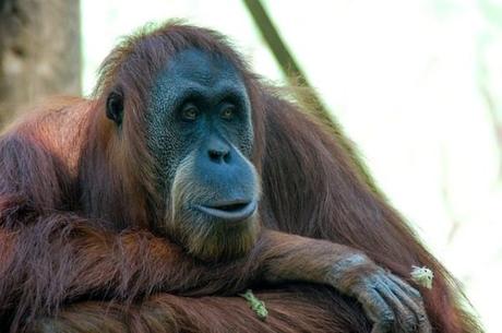 Un recorrido por Santillana del Mar posada: lo mejor para viajeros Un recorrido por Santillana del Mar posada: lo mejor para viajeros