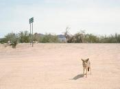 Delines Left hook like frazier (2025)