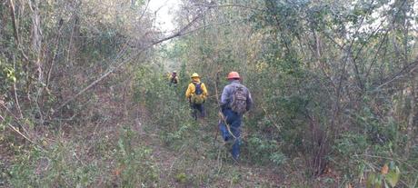 Autoridades de los tres niveles de Gobierno avanzan en el combate a incendios forestales
