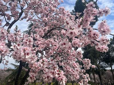 PRIMAVERA: Breve historia del parque de los almendros