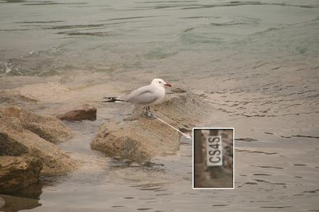 Lluvia y Aves en la Desembocadura del Río Besòs
