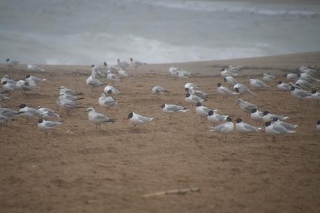 Lluvia y Aves en la Desembocadura del Río Besòs