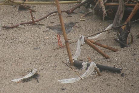 Lluvia y Aves en la Desembocadura del Río Besòs